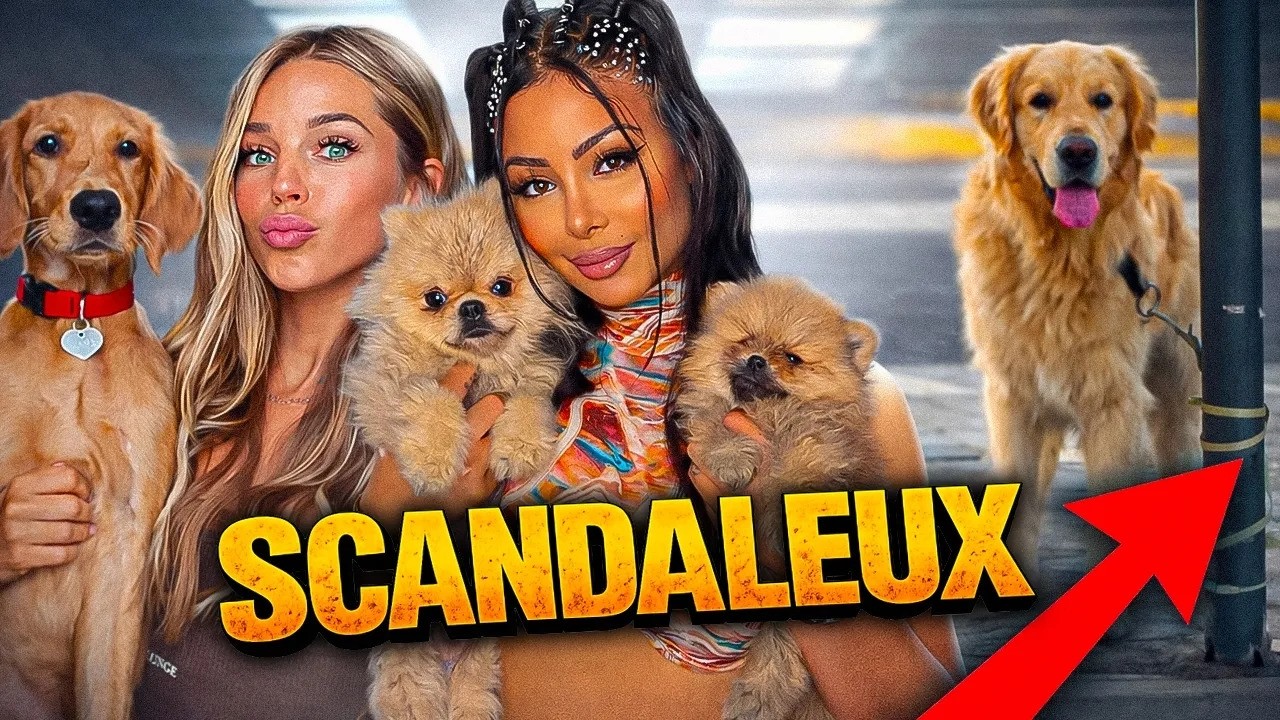 LES INFLUENCEURS ABANDONNENT LEURS ANIMAUX ! 😡 LA SITUATION EST CATASTROPHIQUE !