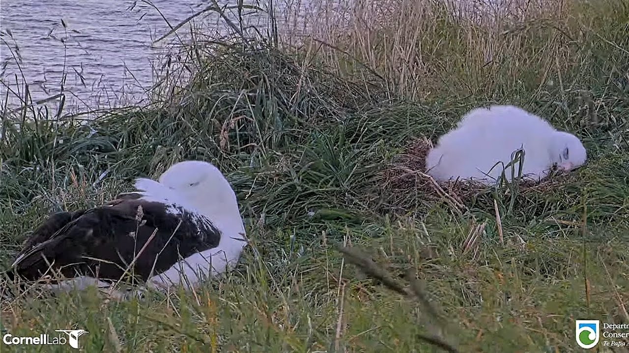 Royal Albatross - BOK ❤️ is back and spending long time with her little chick 🐥👑💕