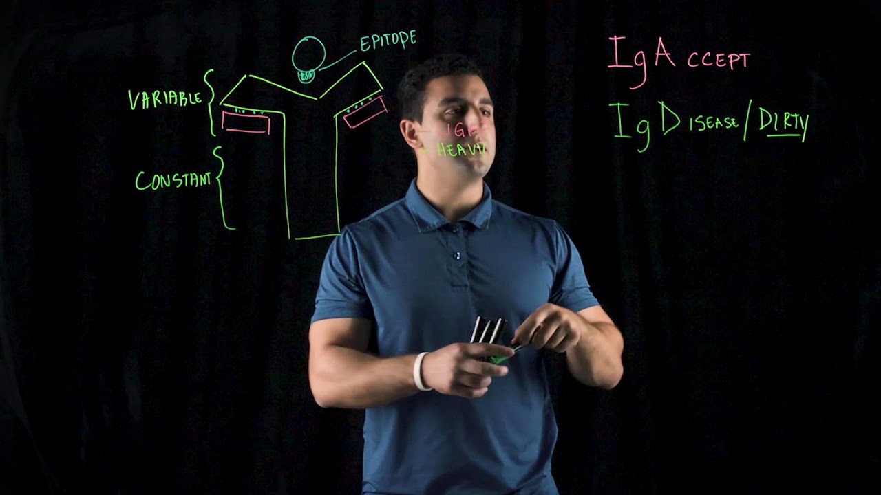 Antibody Structure and Types