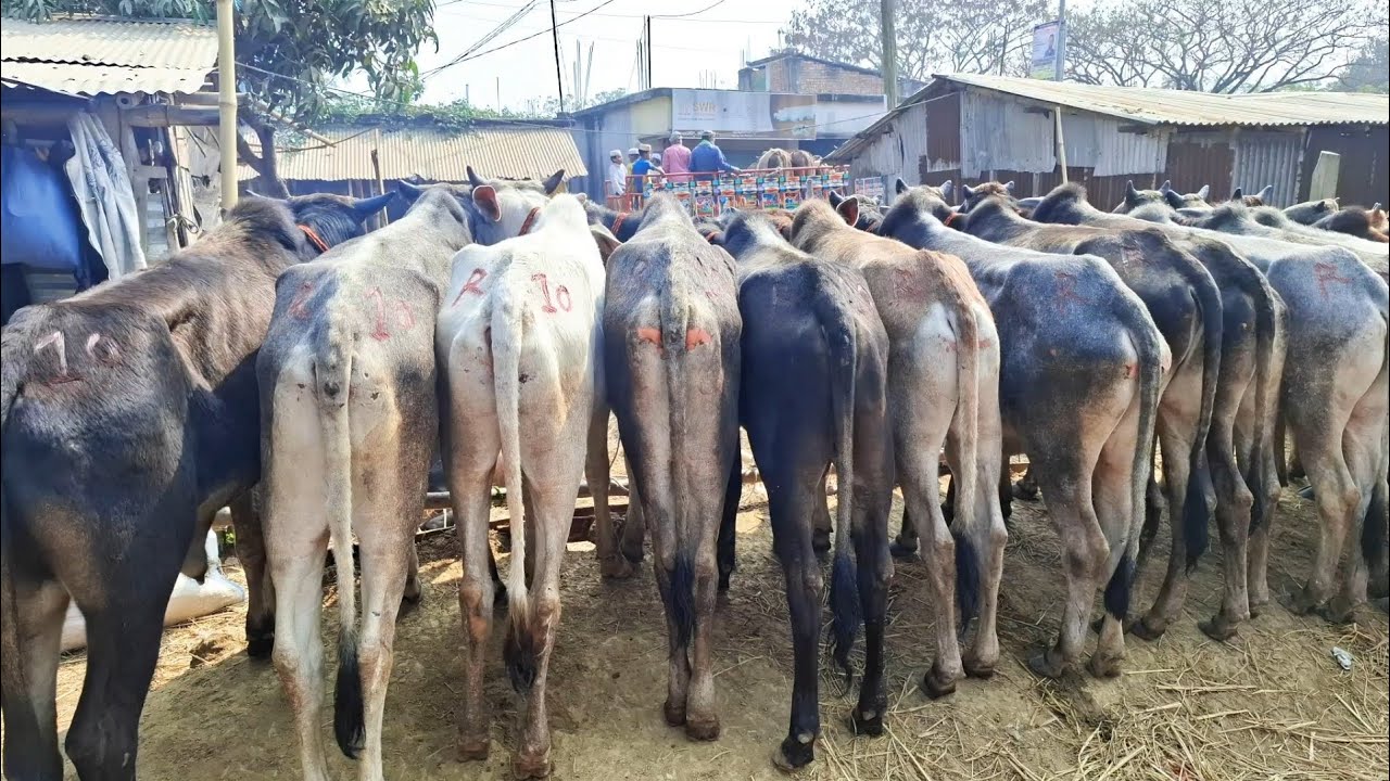 ৩/২/২৬/🇮🇳 ইন্ডিয়ান বর্ডার ক্রস শুকনো 🇮🇳 হাড্ডিসার ও জেল খাটা ২ দাঁত ৪ দাঁত ষাঁড় গরু ক্রয় করুন।