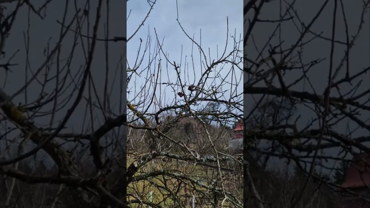Orezivanje starih sorti voća