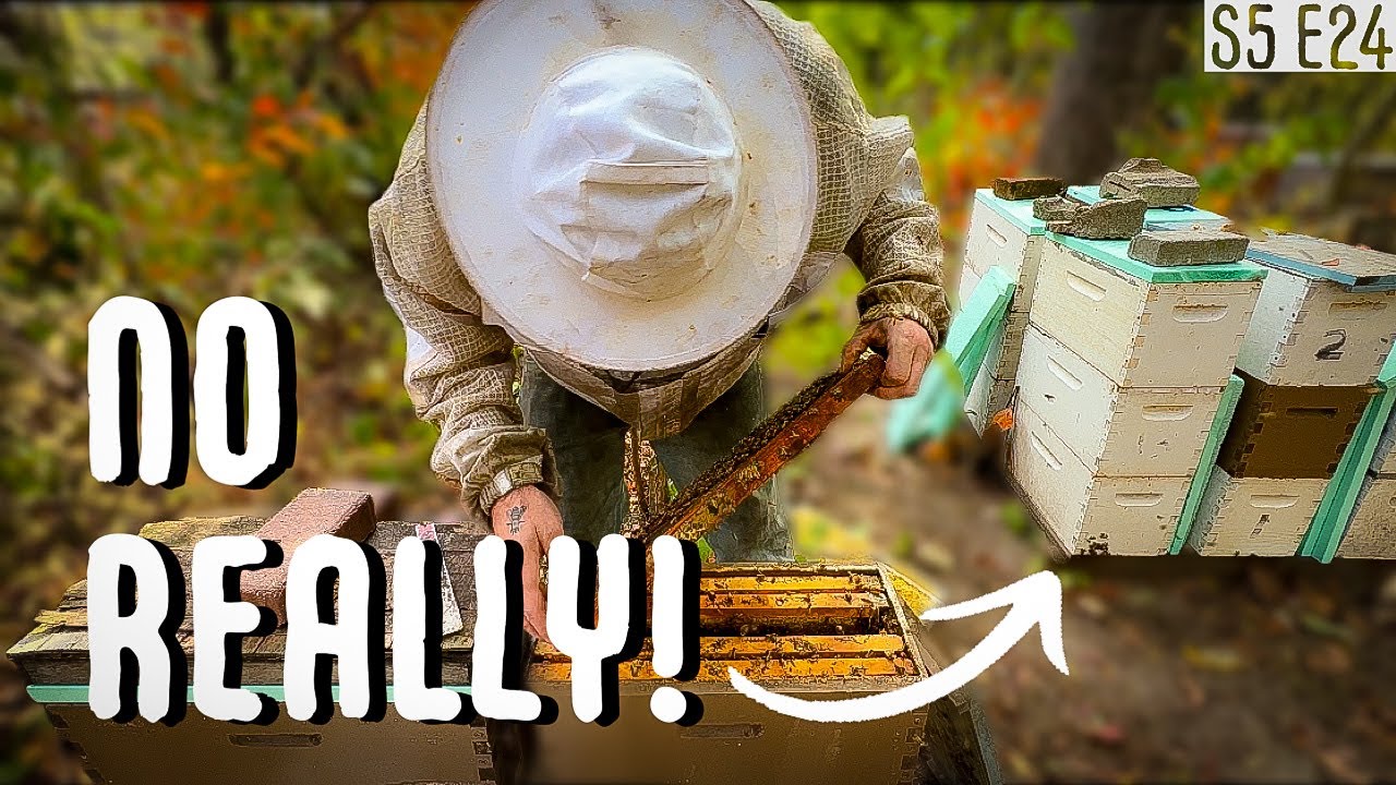 THESE HIVES STARTED OFF AS 2 FRAME SPLITS! / BEEKEEPING 101 #beekeeping