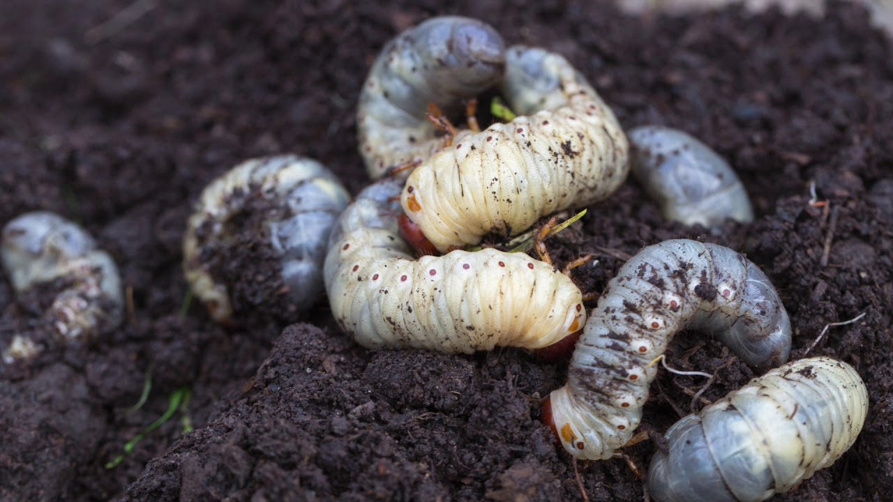 Are small beetles baby beetles that grow into adults?
