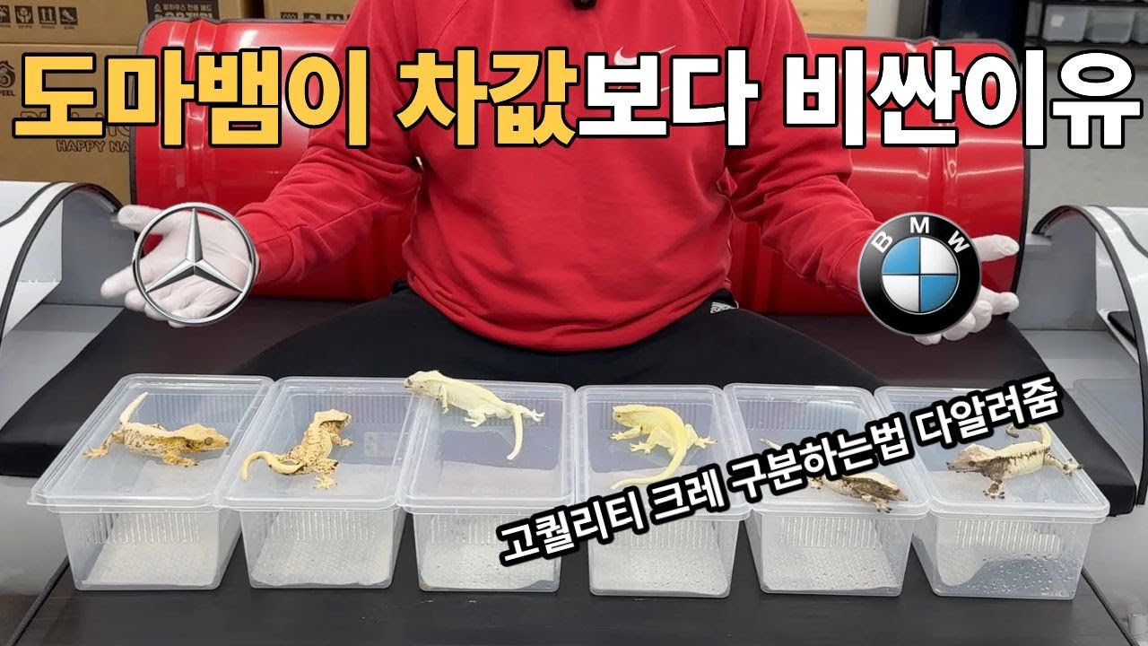 도마뱀이 차값보다 비싸다?! *쉽게안알려주는 고퀄크레 구분법*