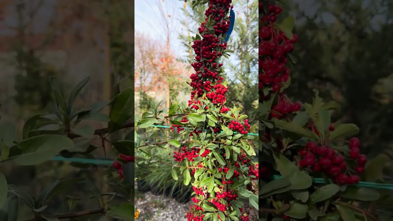 Pyracantha sau catina ornamentala – gard viu spectaculos cu flori, fructe și protecție naturală!