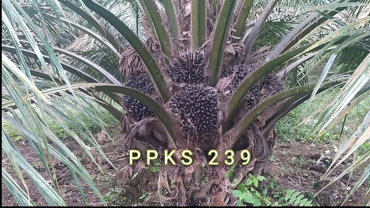 PANEN SAWIT PPKS 239 BUAHNYA BESAR DAN KELILING