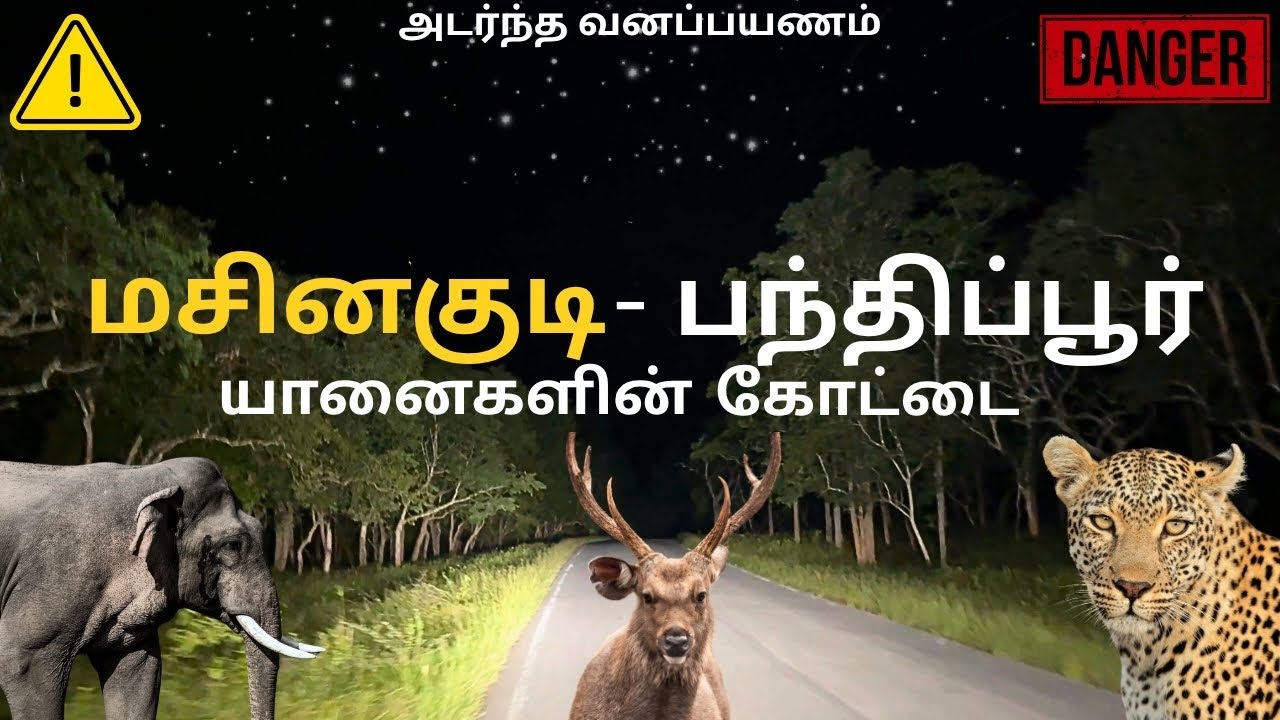Masinagudi to Bandipur Night Ride | Real Wild Elephant Encounter!