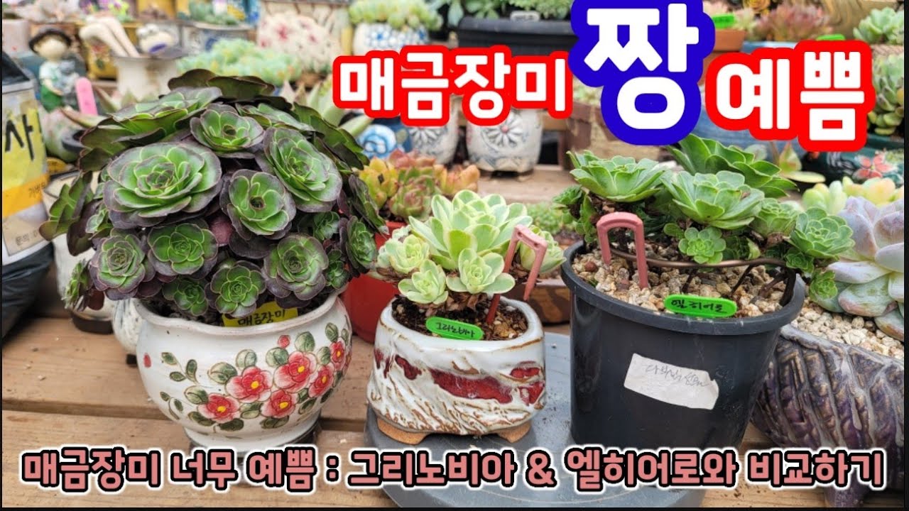 매금장미군생 너무 예뻐서 !! 그라노비아와 엘히어로를 매금장미와 함께 비교해보아요 ~