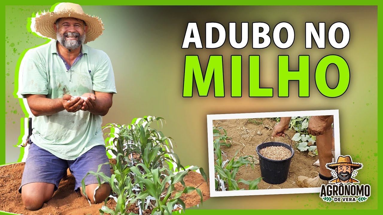 ADUBAÇÃO de cobertura no MILHO 