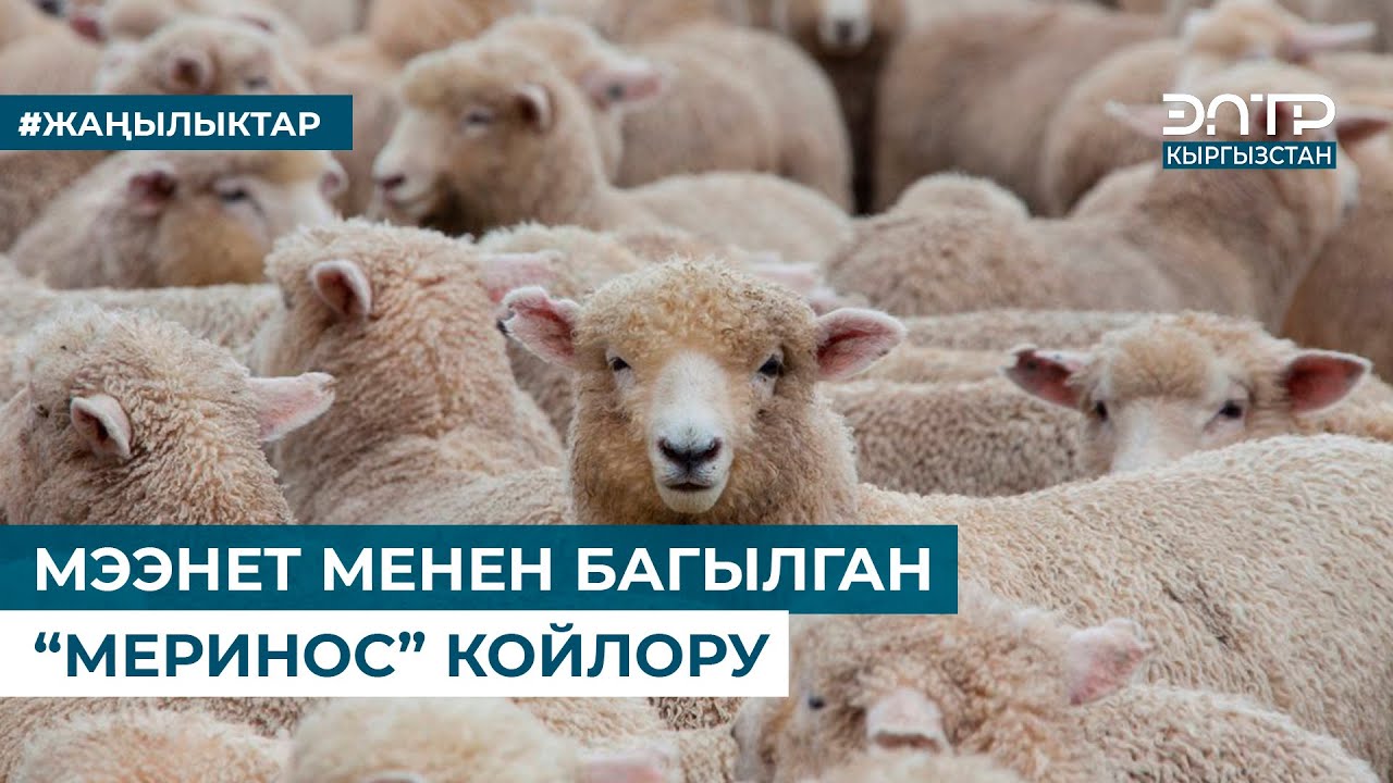 МЭЭНЕТ МЕНЕН БАГЫЛГАН  “МЕРИНОС” КОЙЛОРУ