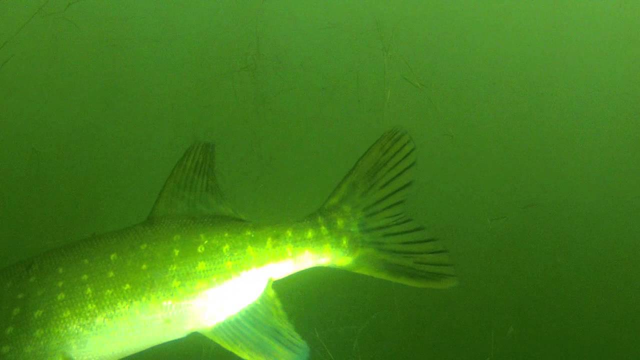 duikje in De Gavers Harelbeke
