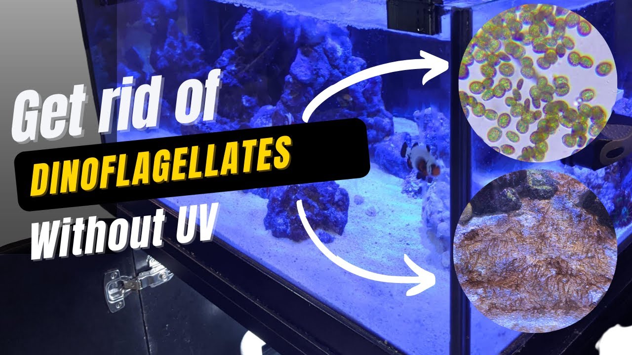 How to Get Rid of Dinos (without UV)