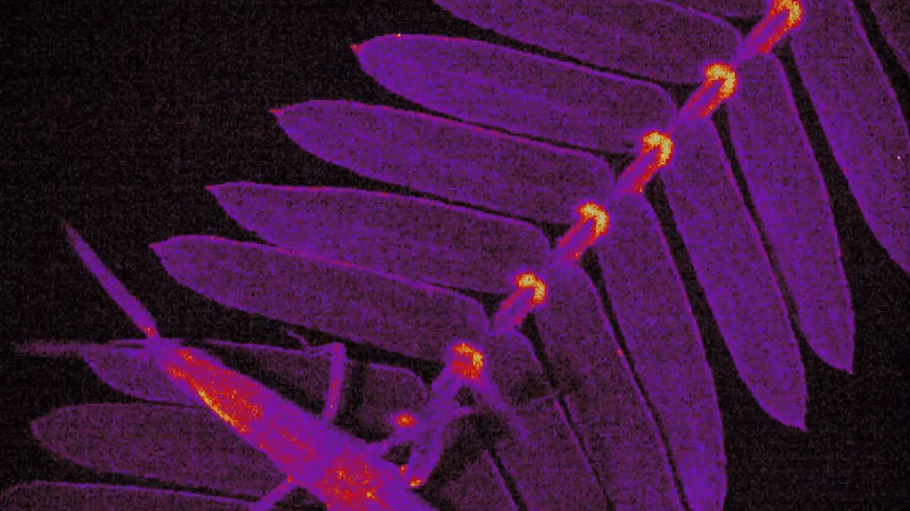 Fluorescent Mimosa pudica plants reacting to touch reveals how they avoid predators