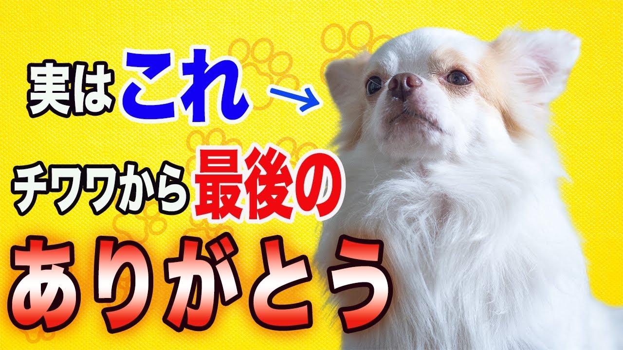 チワワが亡くなる前に大好きな人に見せる７つのサイン