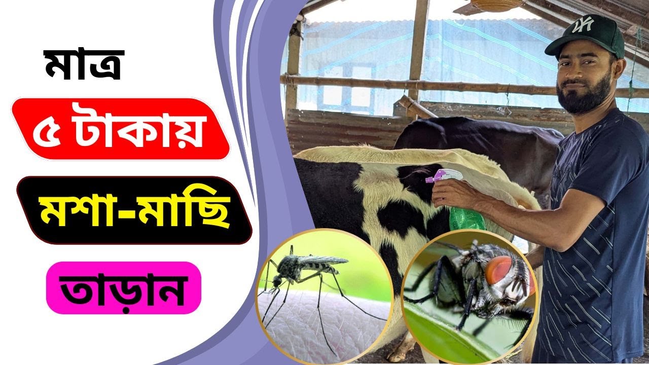 মাত্র ৫ টাকা খরচে মশা মাছি তাড়ানোর টেকনিক শিখে নিন। মশা মাছি থেকে খামারের গরুকে যেভাবে রক্ষা করবেন।