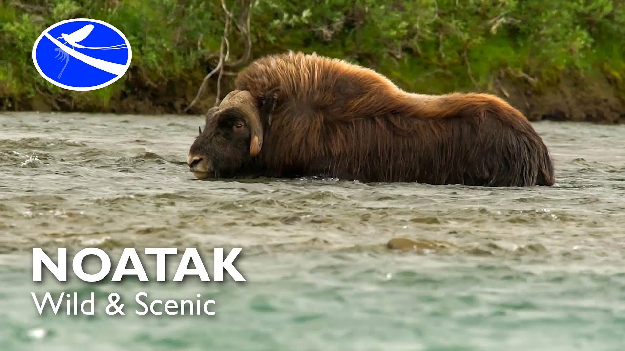 NOATAK - Wild & Scenic