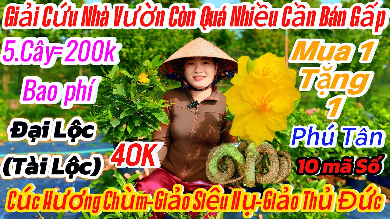 12/01☎️ 0398616085 ☎️🌴mai vàng chơi Tết 40k🌴10 mã số-giảo siêu nụ-cúc hương chùm-giảo thủ đức 