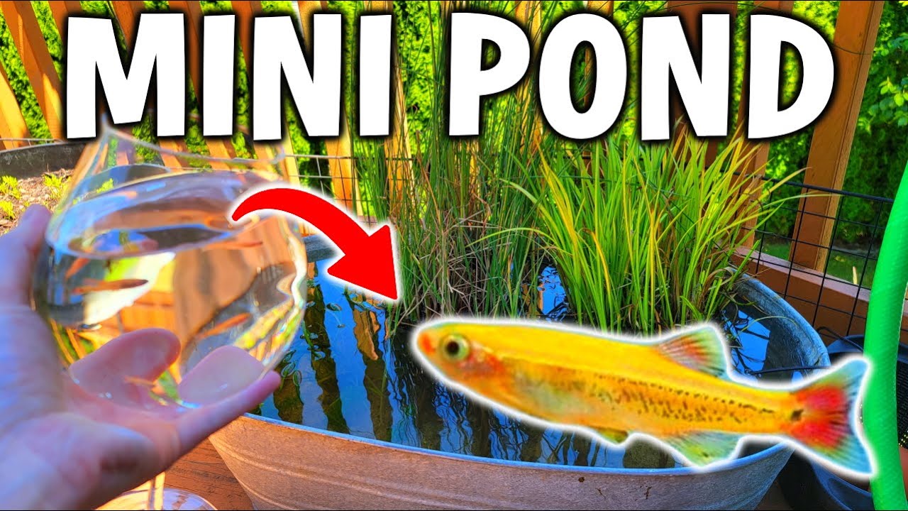 Making A Small Deck Pond For Aquarium Fish - Adding Fish To DIY Patio Pond!