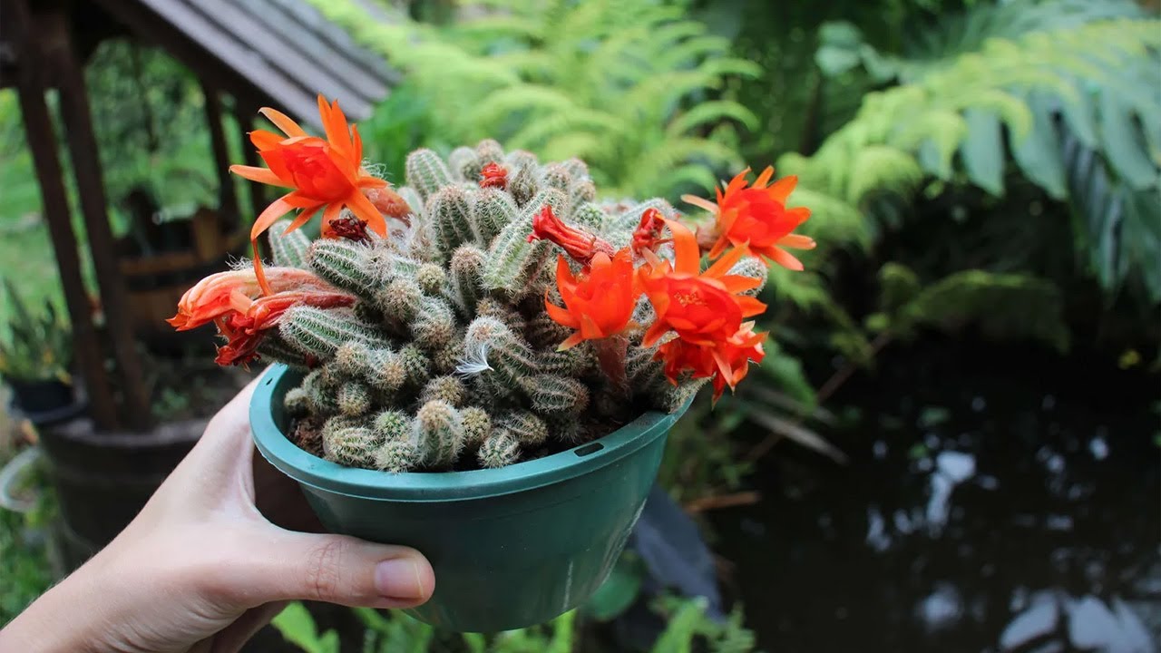 Todo sobre Cactus cacahuete, un cactus con una increíble flor !