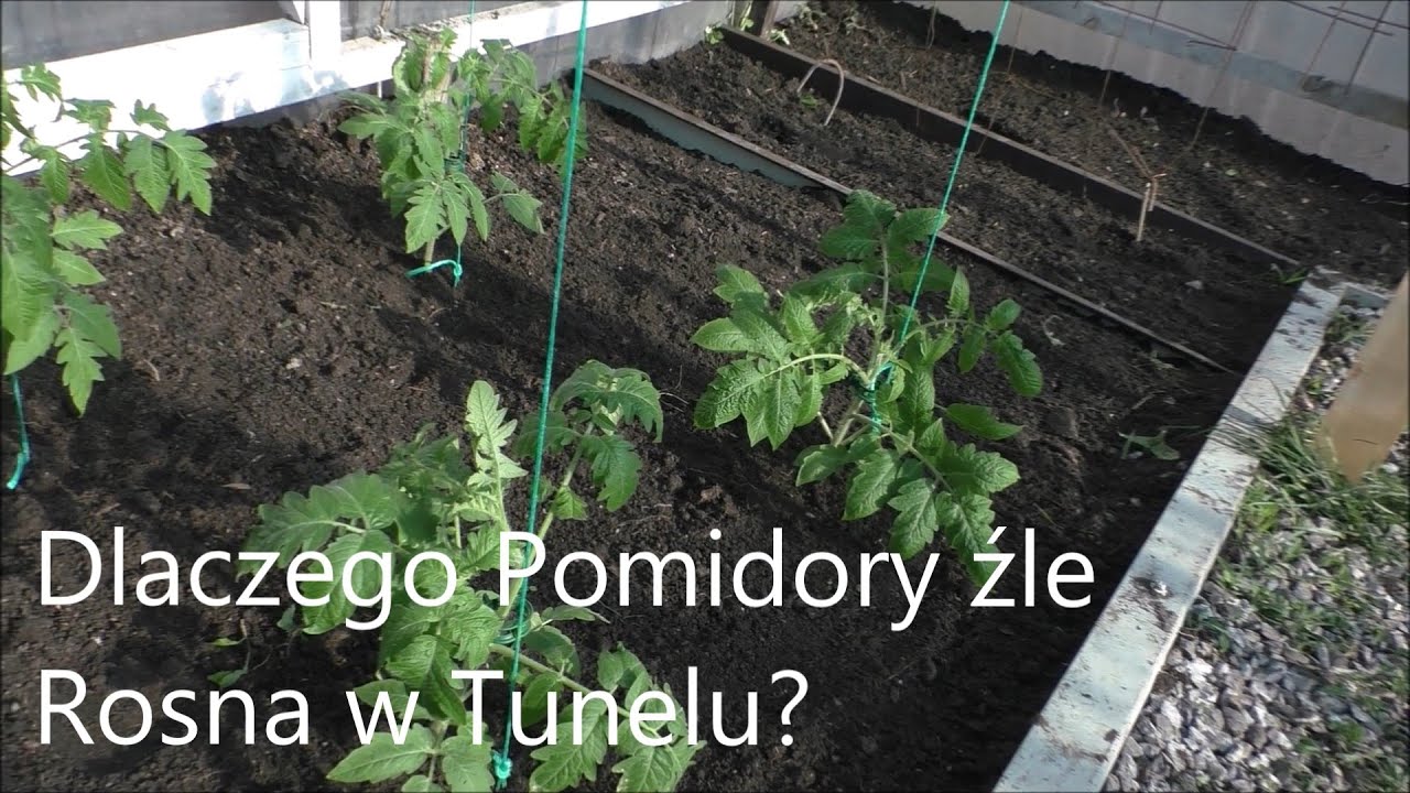 Dlaczego Pomidory źle rosną po wysadzeniu w tunelu.