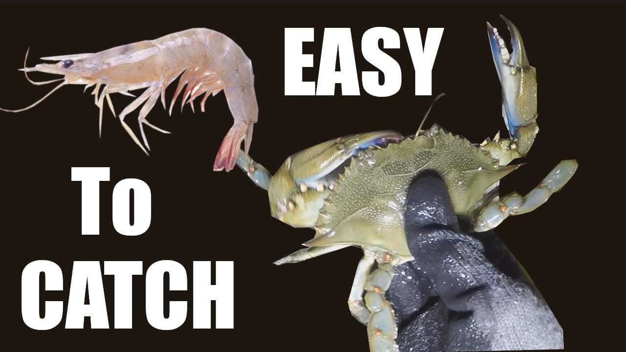 Easy And Affordable Way To Catch Blue Crabs And Shrimp In Florida, Catch And Cook