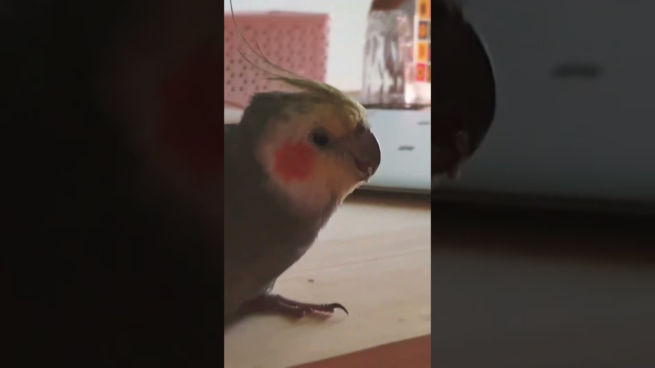 Bird's on seasonal depression #shorts #cockatiel #parrot