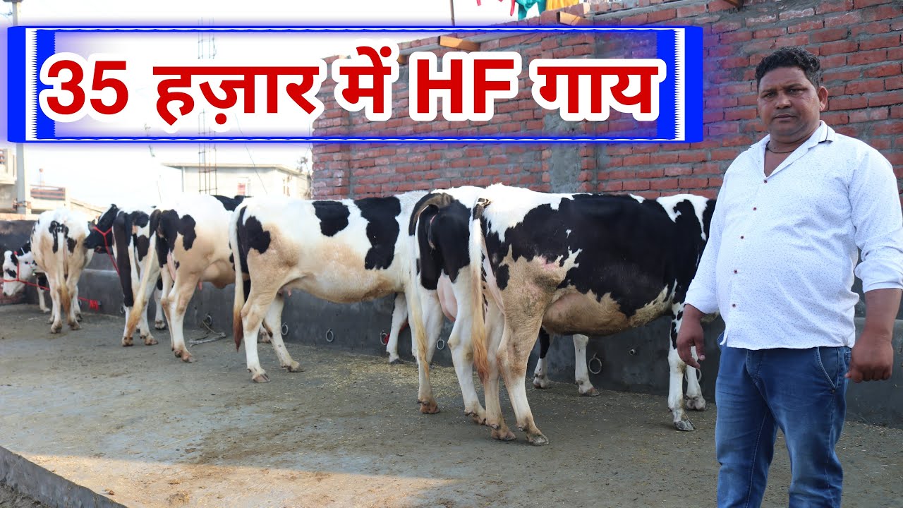 FOR SALE 👍🔥दूध वाली भैंसें और HF नस्ल की गाय 👍🔥 Karnal(Haryana)