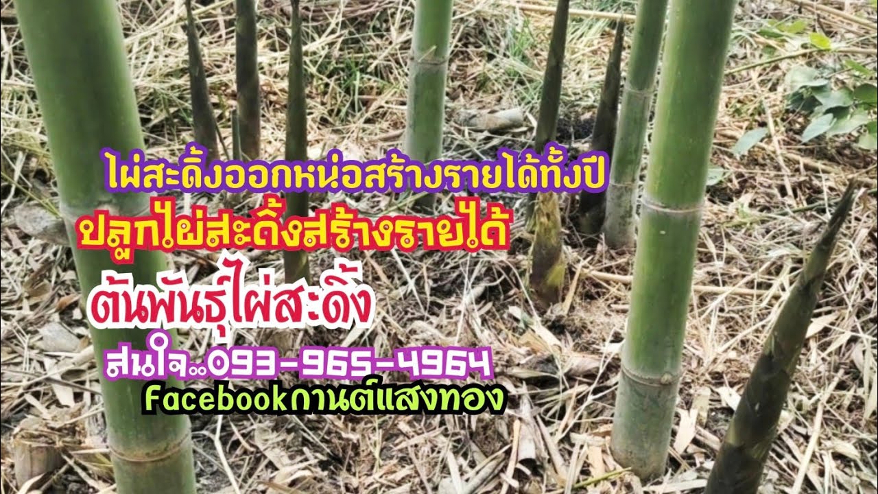 ต้นพันธุ์ไผ่สะดิ้ง ปลูกไผ่สะดิ้งสร้างรายได้ตลอดปี ไผ่สะดิ้งออกหน่อทั้งปี #สนใจต้นพันธุ์0939654964