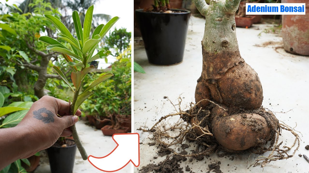 How to make Adenium Bonsai | Adenium Bonsai for Beginners | Adenium Bonsai
