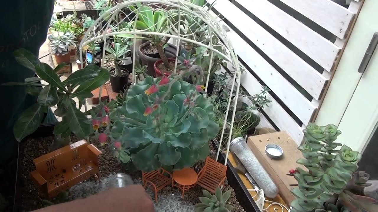 多肉植物の箱庭風寄せ植え 1