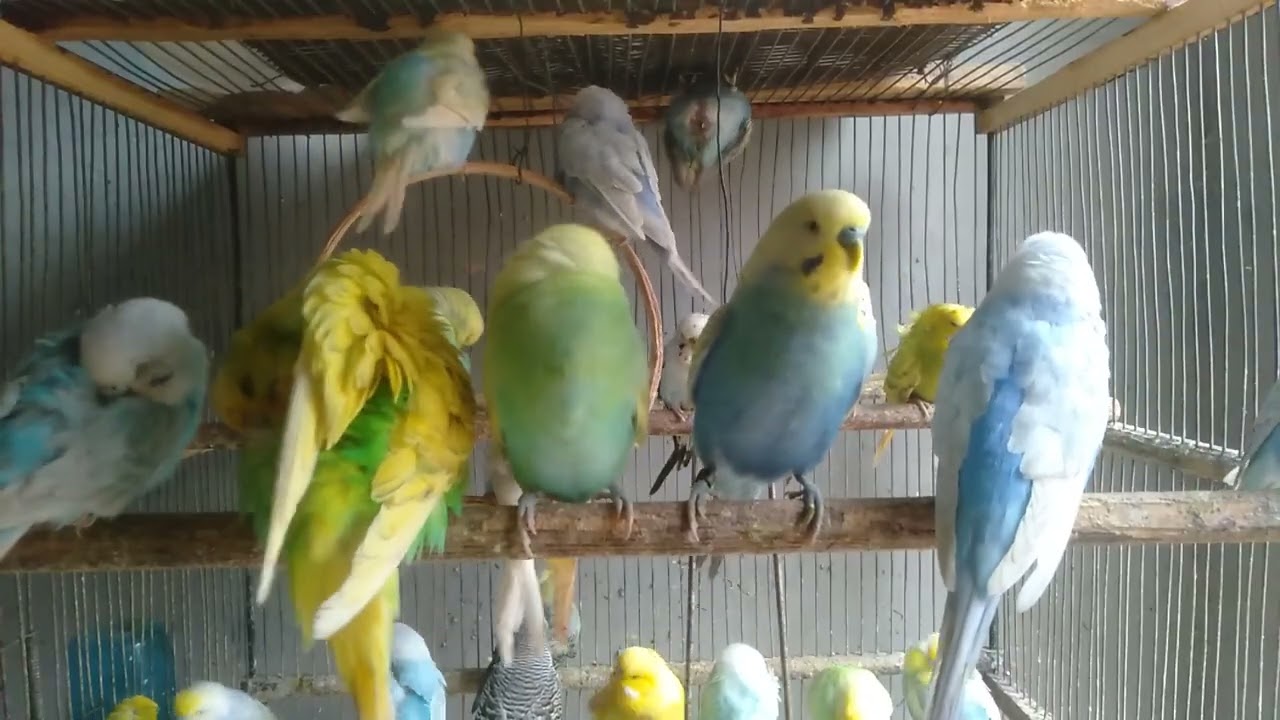 あなたの前だけ セキセイインコ しゃべる瞬間が変わる音の秘密 セリア素材で確認