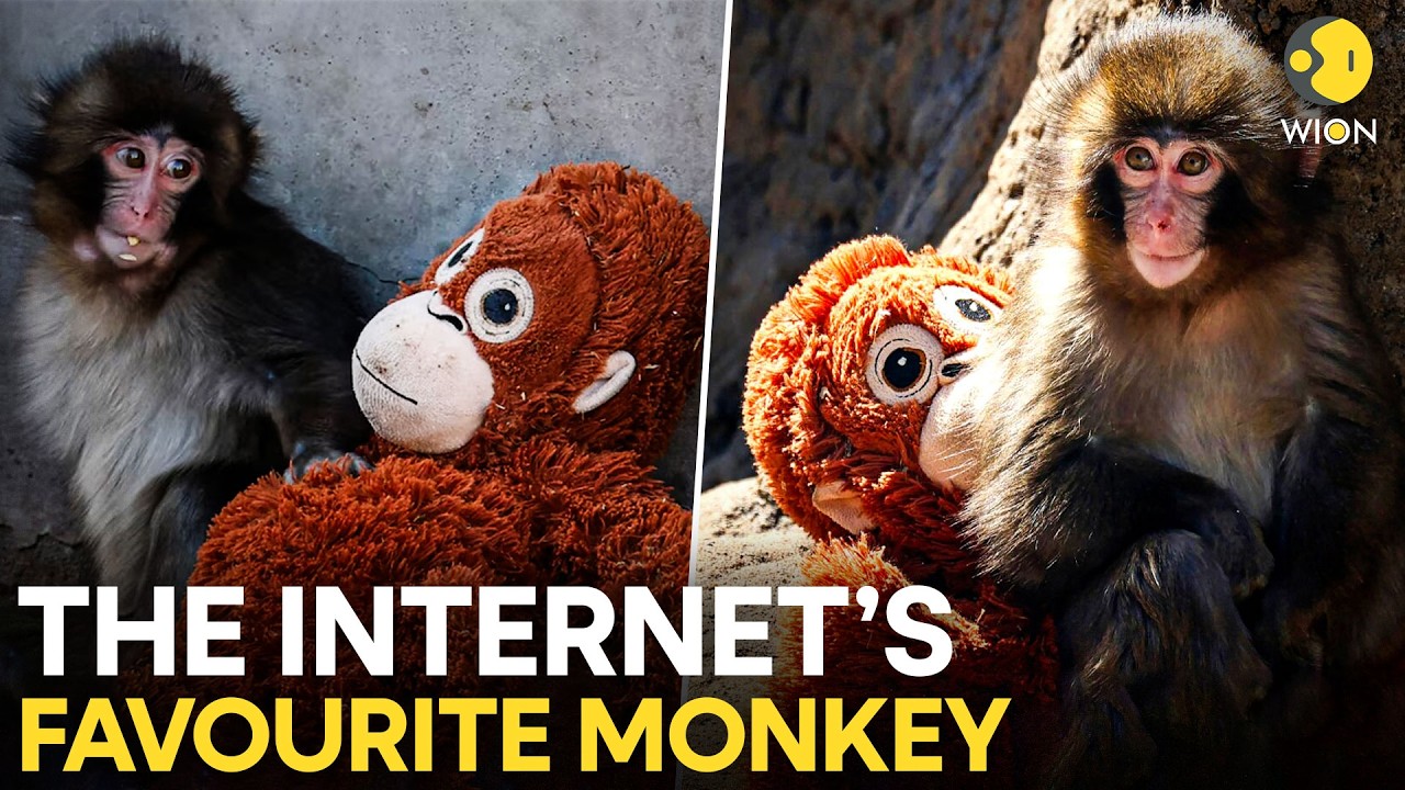 Why Baby Macaque &lsquo;Punch&rsquo; Has Captured Hearts Across The World | WION Originals