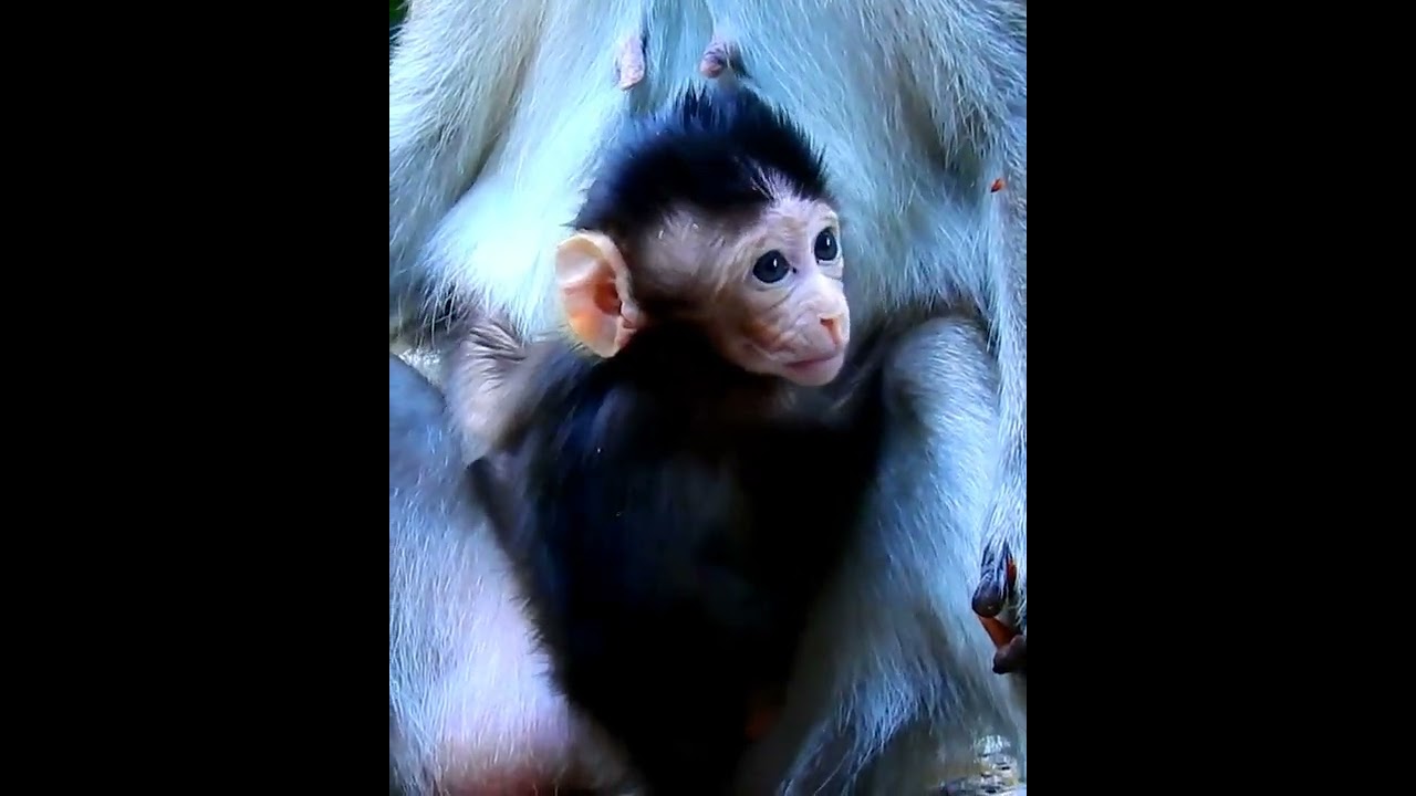 Amazing cute baby monkey 2023