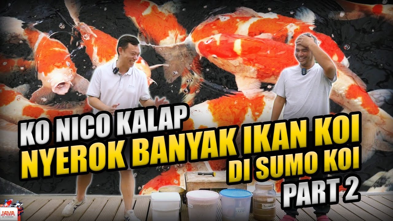 GREBEK SUMO KOI PART 2 | JAVA BORONG IKAN KOI