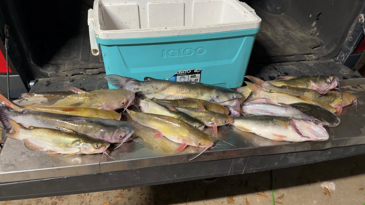 Trot lines & jugs (choupique catch & cook)