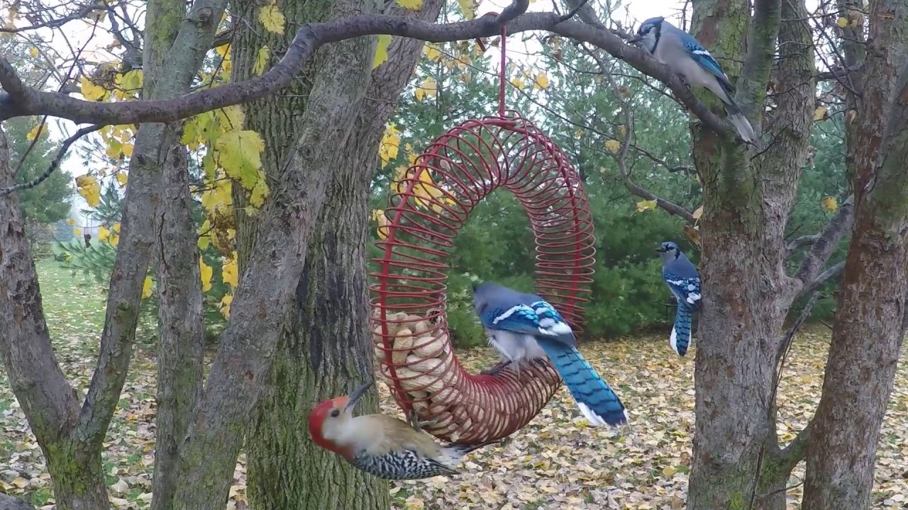 Peanut Wreath Feeder
