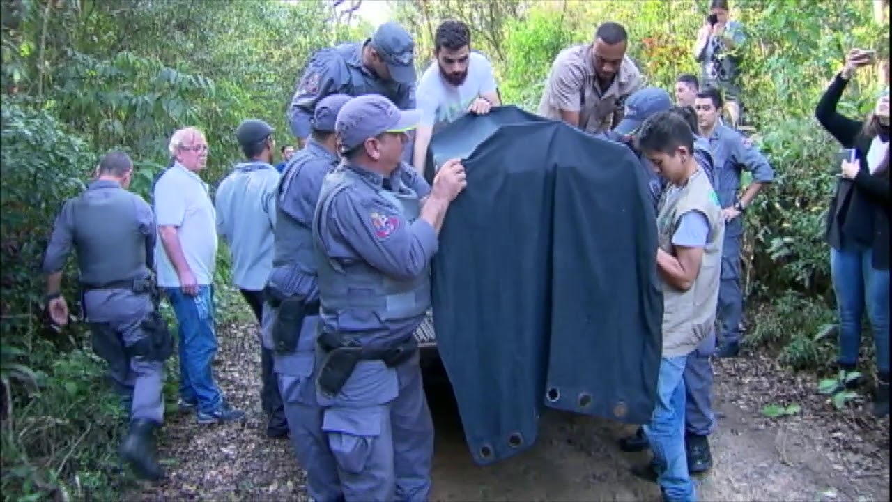 Onça resgatada em escritório na Grande São Paulo é devolvida à natureza