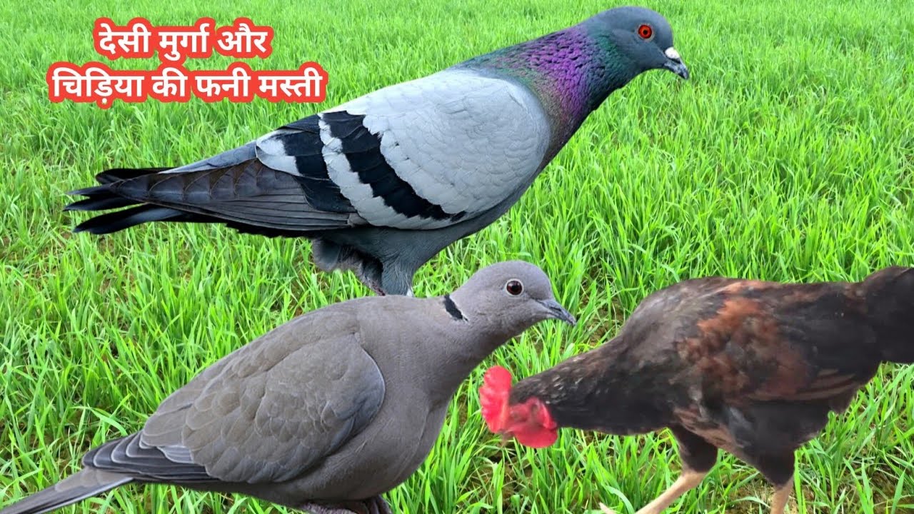  🐓 देसी मुर्गा और चिड़िया की फनी मस्ती 😄 | Desi Murga vs Chidiya | Funny Village Moment