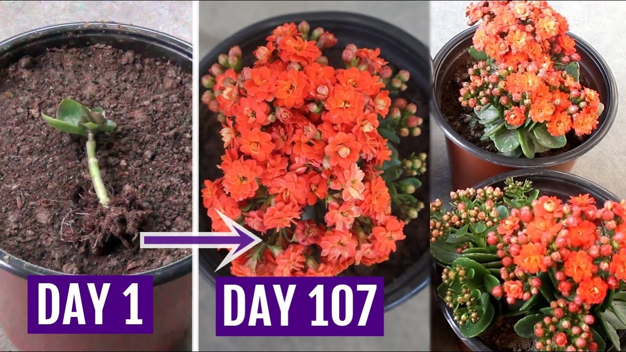 See How to Grow & Care for Kalanchoe Plant Perfectly