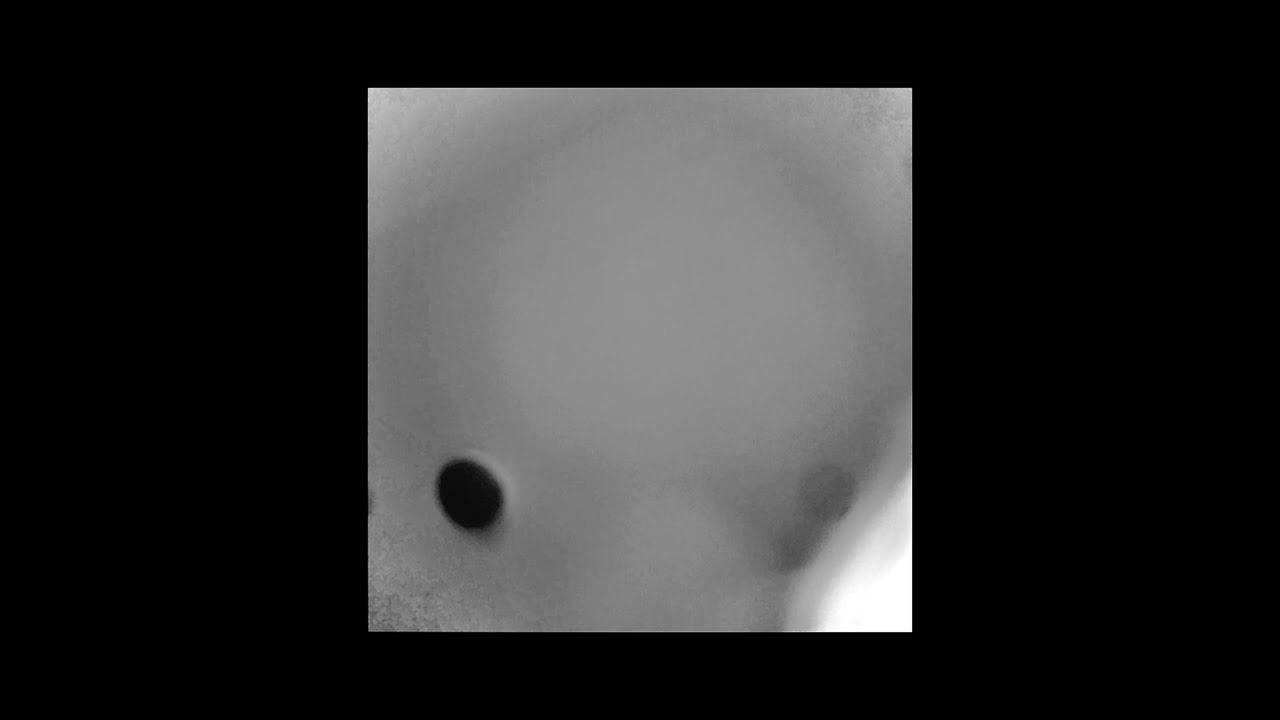 the loudest noises in the world (ラジオの音は人間の存在をクマに知らせるのに役立ちますが、常に効果があるわけではありません。) - DIVINATIONS [2025]