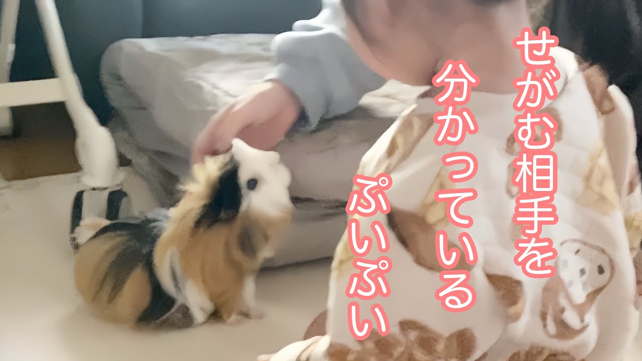 モルモット【本当のオヤツの出所を分かっているぷいぷい】Puipui knows the real source of the snacks