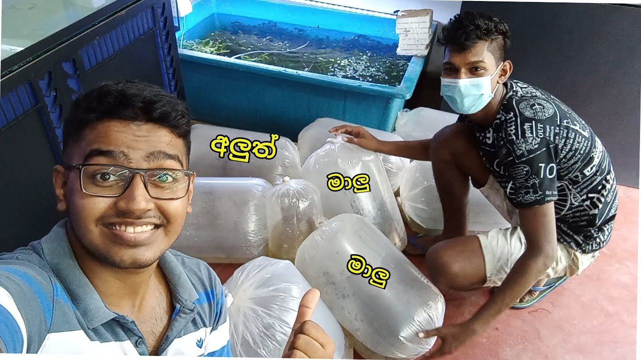 මෙහෙමත් මාලු  දැමිල්ලක් 😂🐠 Diesel බිංදුවත් වටිනවා හොඳේ🤪