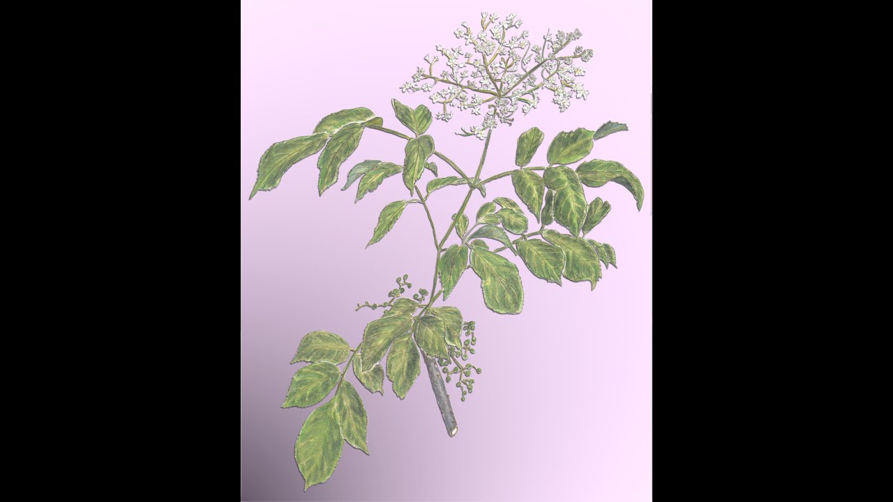 Poisonous Plants, Part 2