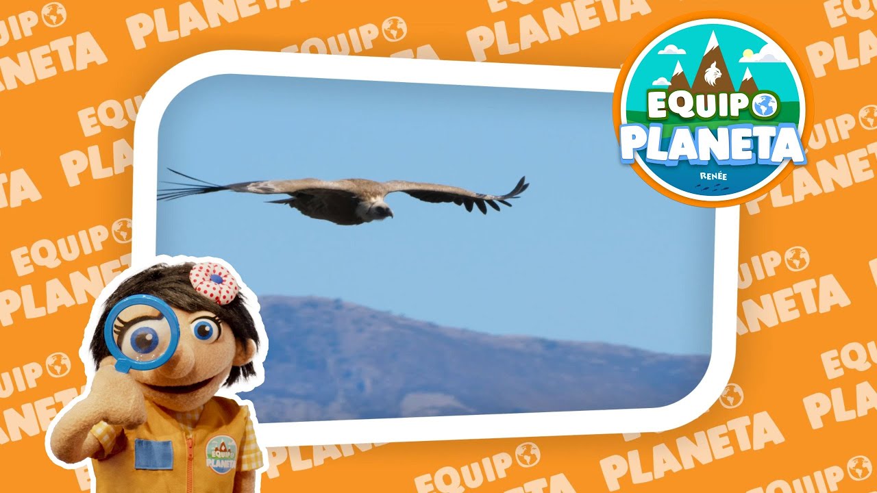 C&oacute;mo es el BUITRE LEONADO | El REINO ANIMAL para NI&Ntilde;OS | V&iacute;deo Educativo