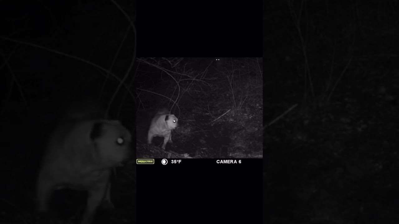 Bulldog vs mountain lion ￼#trailcamera #lionvsdog