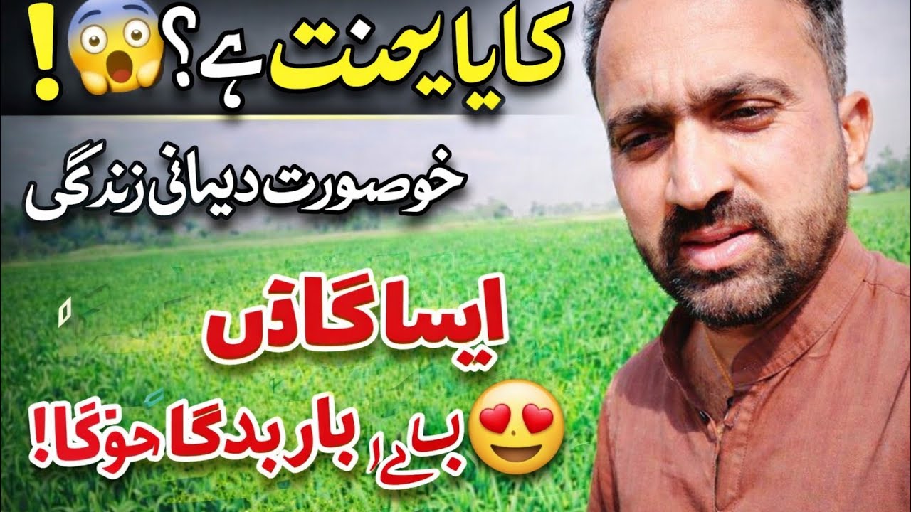 Beautiful Village Life in Pakistan | Peaceful Morning in Green Fields 🌾 | Rural Daily Routine 2026