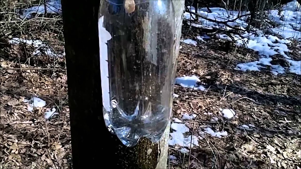 How The Weather Effects Sap Flow. 