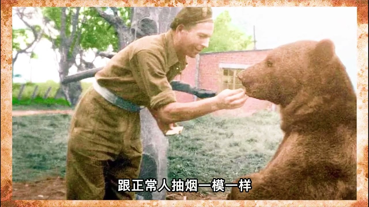一头抽烟喝酒的熊，成为二战英雄，多个城市为它建立雕像#历史 #history #figure #The event #History