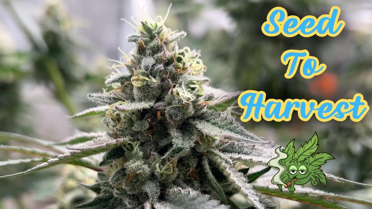 Seed to Harvest Documentary ︱How I Grew My Own Cannabis Strain &ldquo; Cinco De Mayo &ldquo;