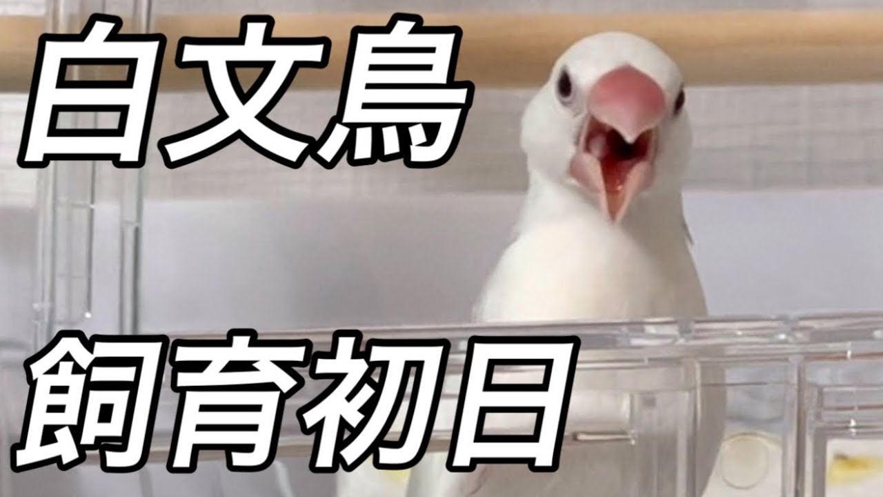 [お迎え初日Vlog]文鳥お迎えしました